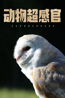 Poster for Supersenses - Season 1