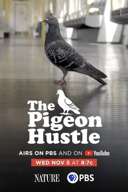 Poster for The Pigeon Hustle (2025)