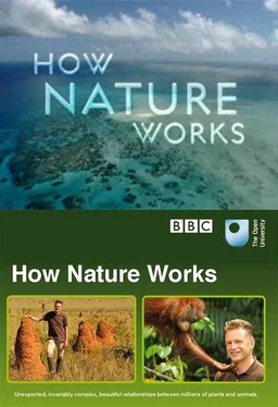 Poster for How Nature Works: Jungle (2012)